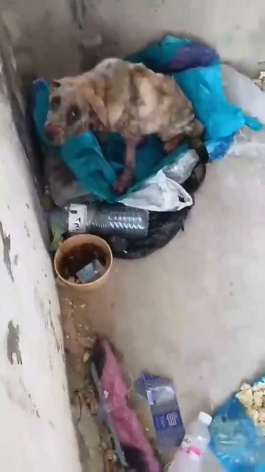 Chien à adopter