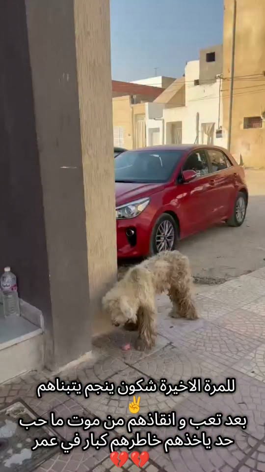 Chien à adopter