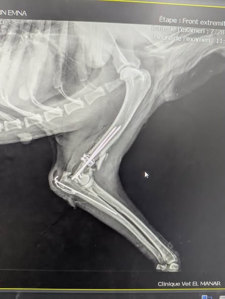 Chien à adopter