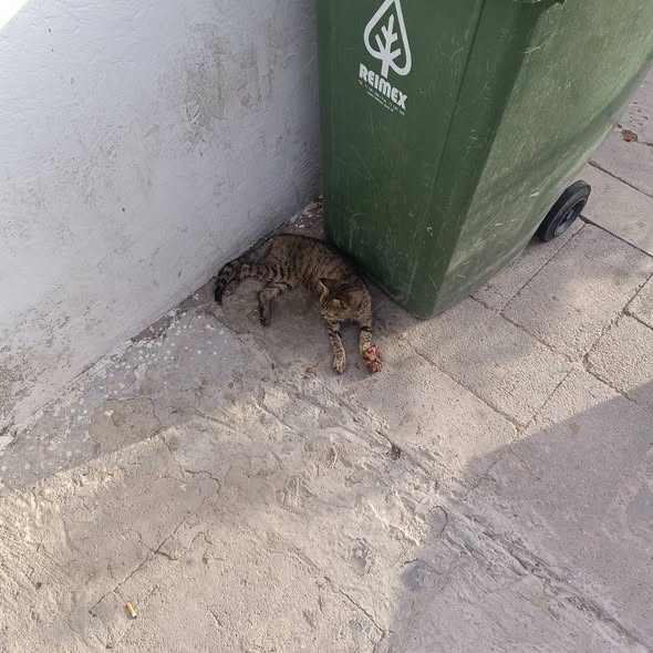 Chat à adopter