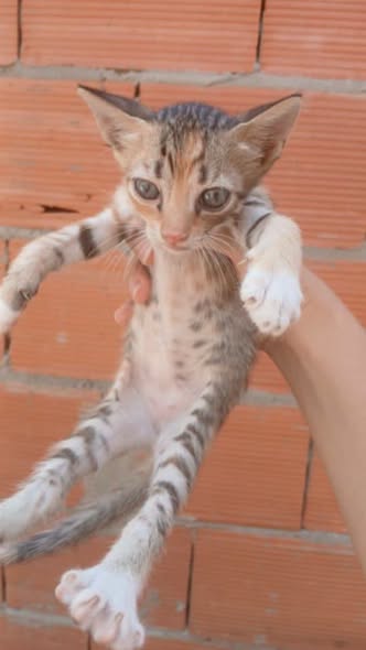Chat à adopter