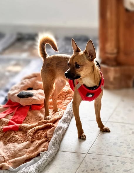 Animal à adopter