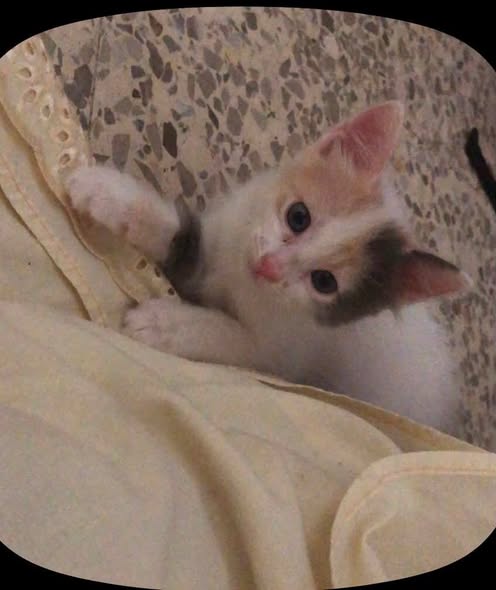 Chat à adopter