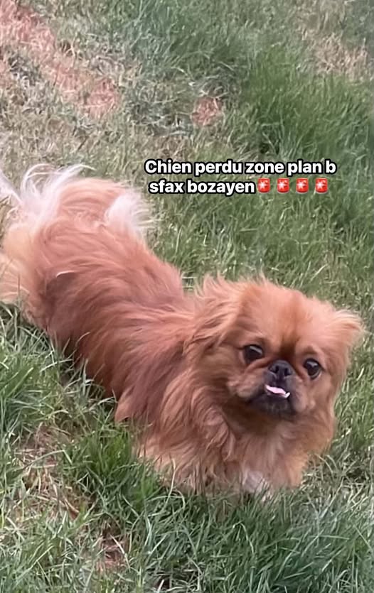 Chien