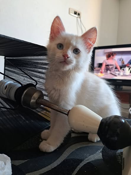 Animal à adopter
