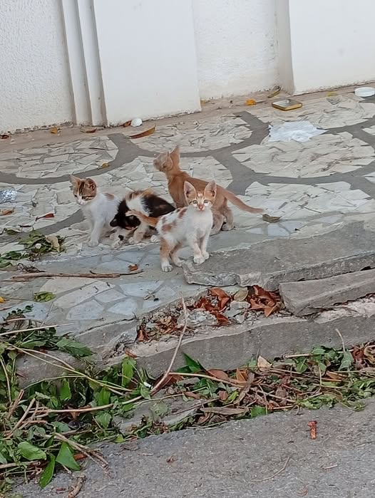 Chat à adopter