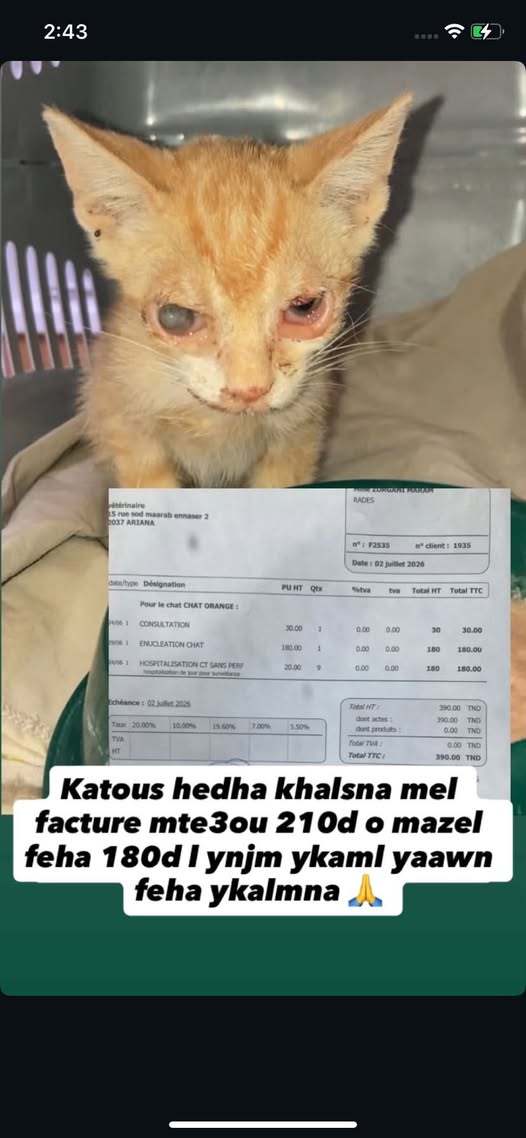 Katous