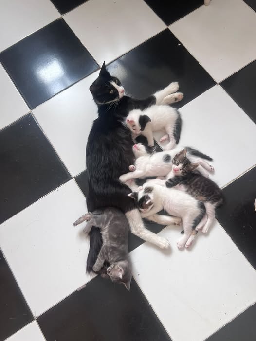 Chien à adopter