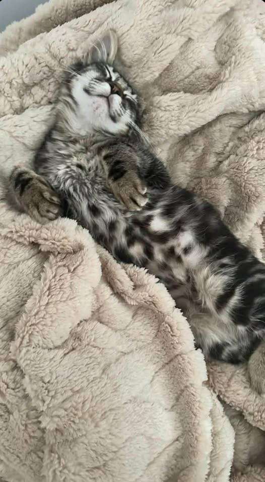 Chat à adopter