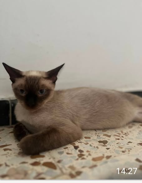Chat à adopter
