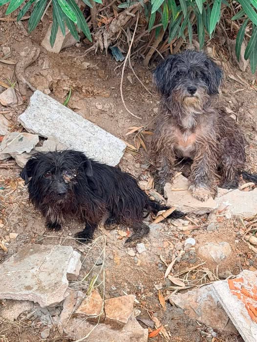 Chien à adopter