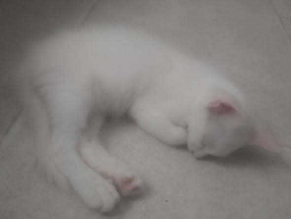 Animal à adopter