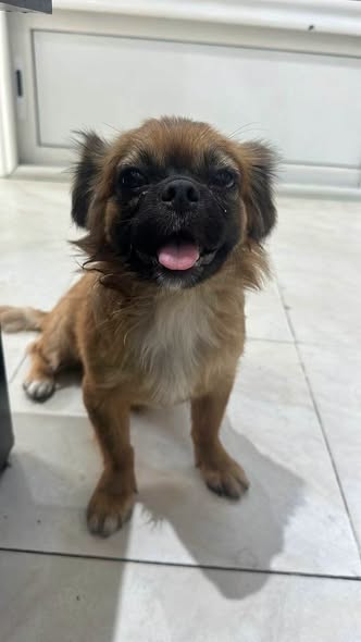 Chien à adopter