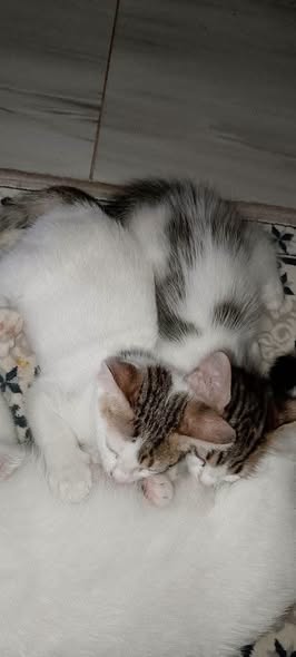 Chat à adopter