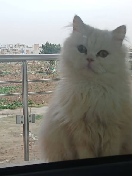 Chat à adopter