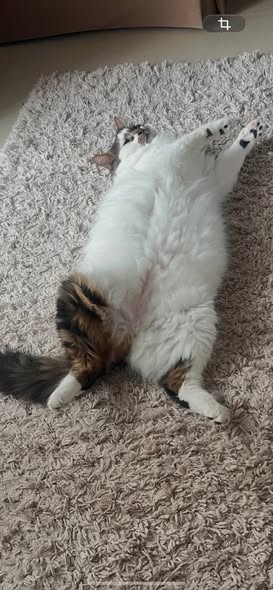 Chat à adopter