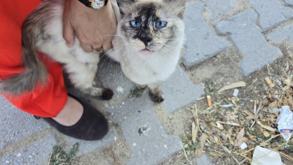 Chat à adopter
