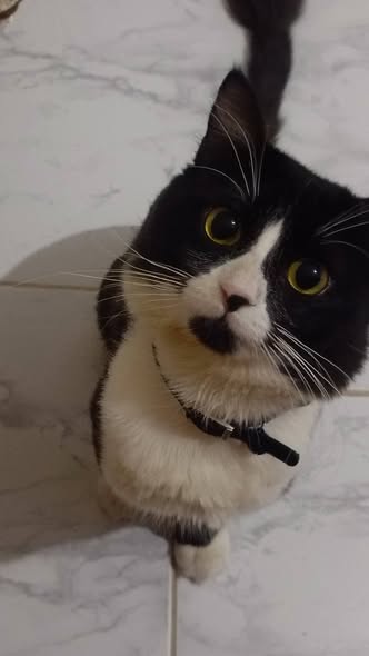 Chat à adopter