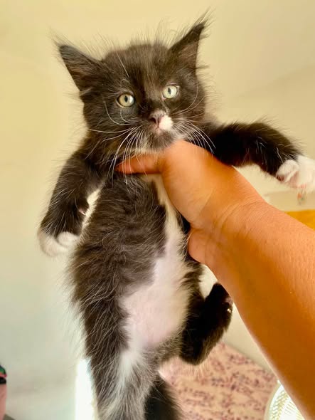 Chat à adopter