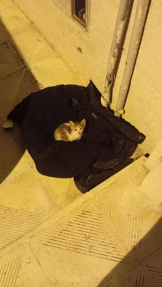 مطيش — Adoption d'animaux en Tunisie Ben Arous