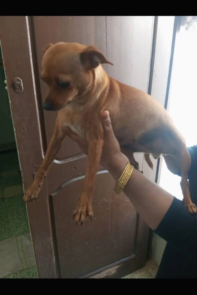 Chien à adopter