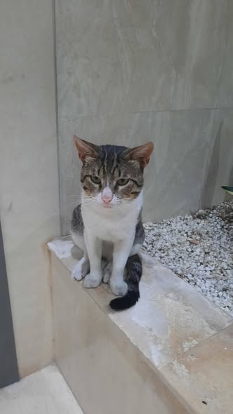 عسلامة — Adoption d'animaux en Tunisie Ben Arous