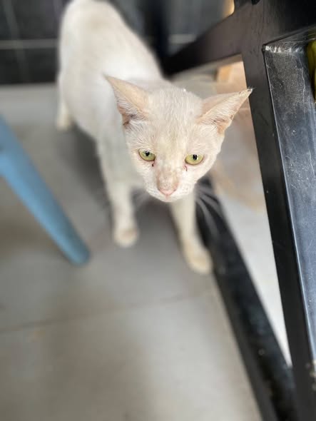 Chat à adopter