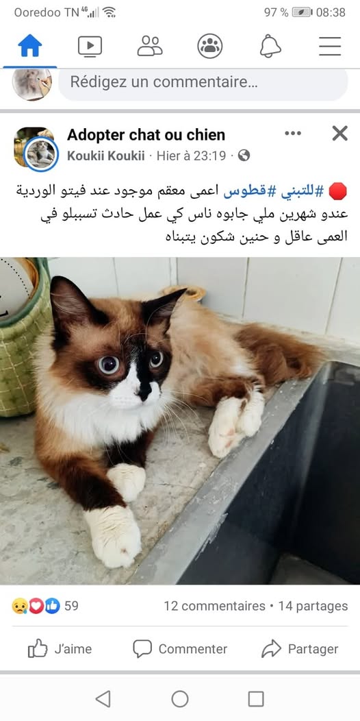 katous