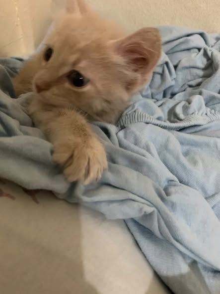Chat à adopter
