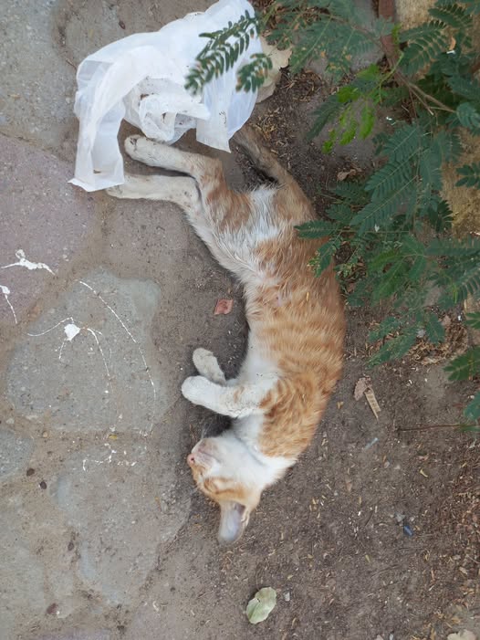 Chat à adopter — Adoption d'animaux en Tunisie Ben Arous