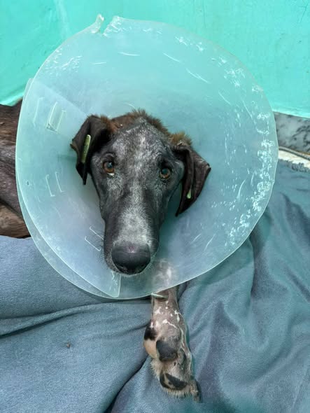 Chien à adopter
