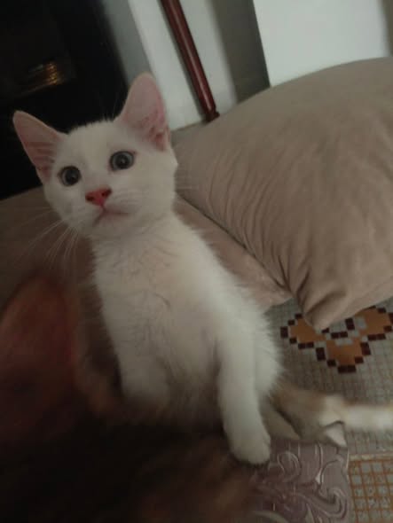 Zouz