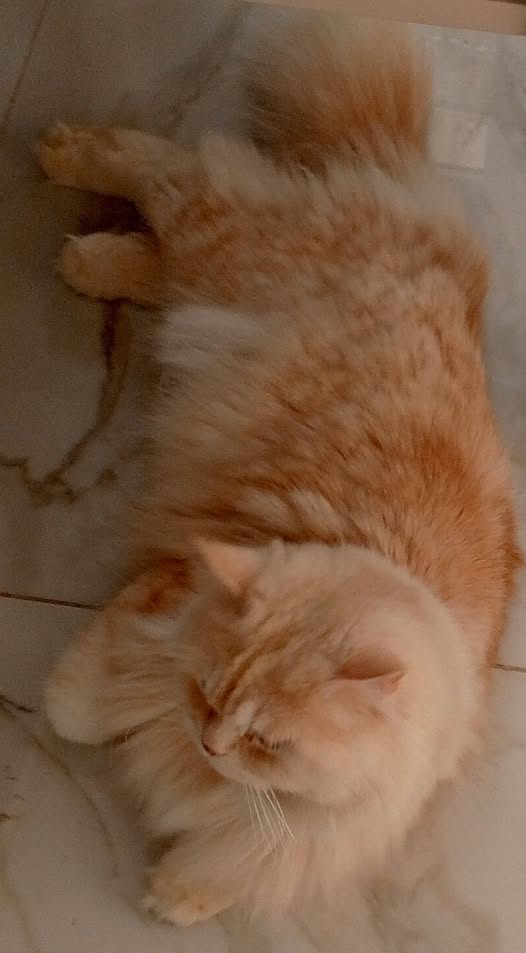 Chat à adopter