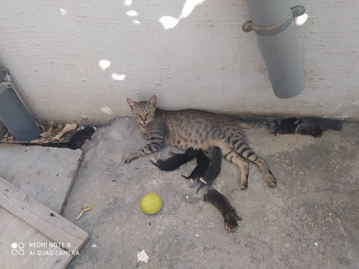 قطوسة (chatte avec 7 chatons)