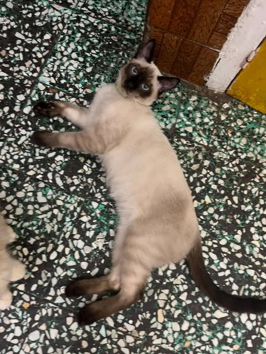 minou