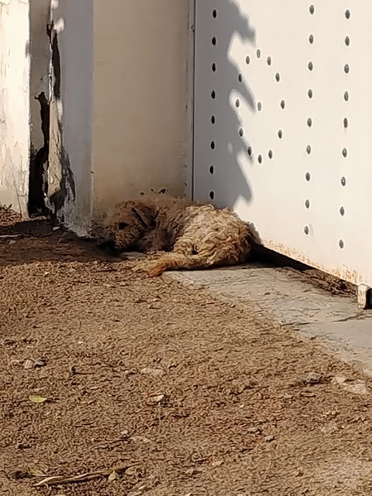 Chien à adopter — Pet adoption in Tunisia Sfax