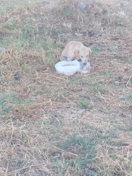 Chien à adopter