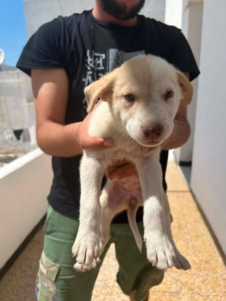 Chien à adopter