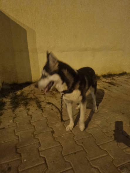 Chien à adopter