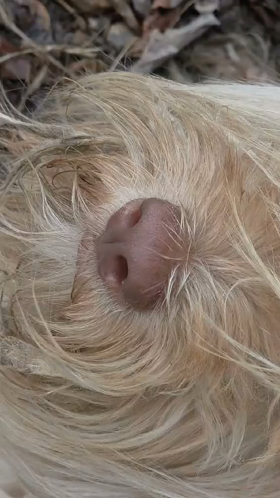 Chien à adopter