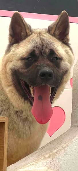 Chien à adopter