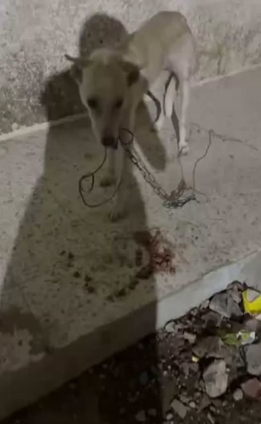 Chien à adopter