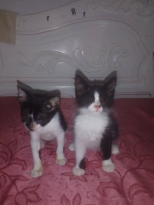 Chat à adopter