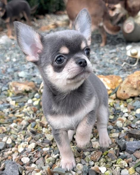 Chien à adopter