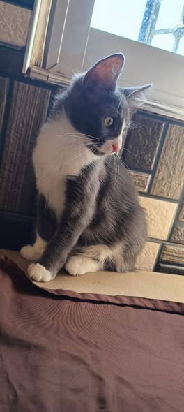 Chat à adopter