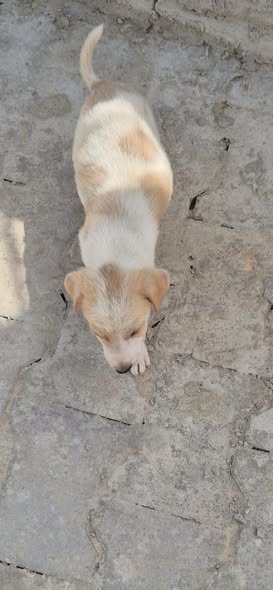 Chien à adopter