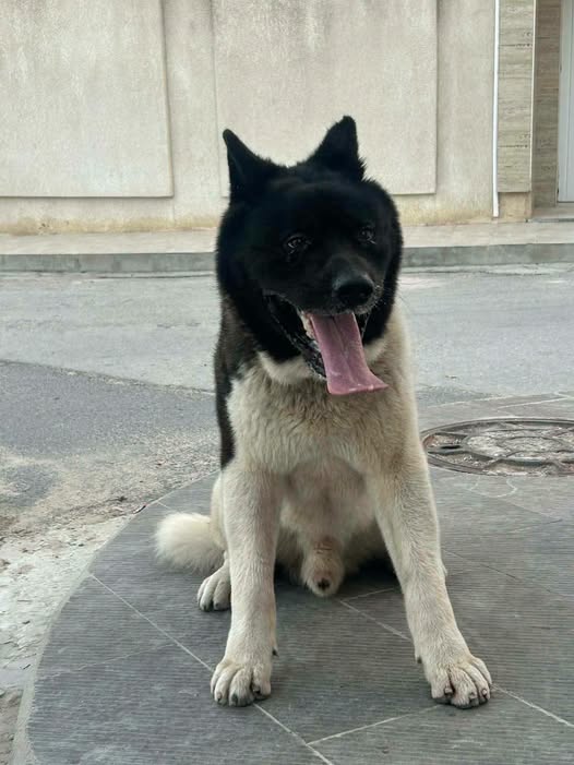 Chien à adopter