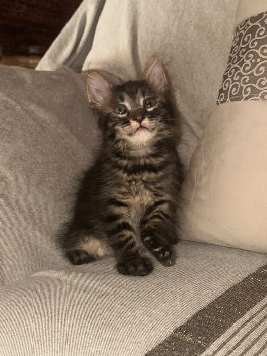 Chat à adopter