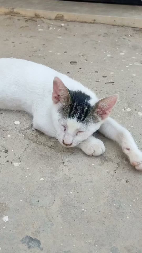 القطوس