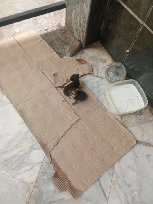 طيشتهم